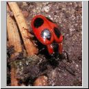 Endomychos coccineus - Scharlachroter Staeublingskaefer 02 6mm.jpg